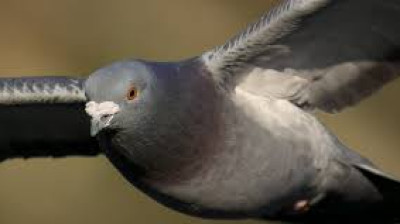 Pigeon vole !