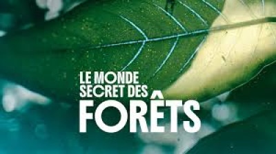 Le monde secret des forêts