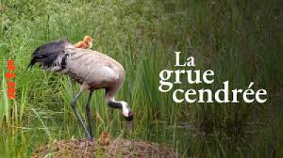 La grue cendrée - Sur les ailes d’une géante