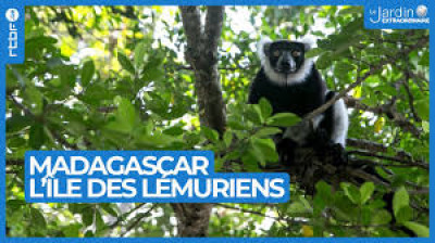 Madagascar, l'île des Lémuriens