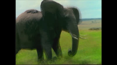 World Animals UK 2005 DVD