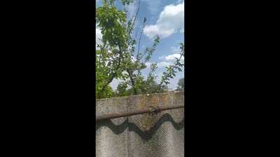 No-Shows No-Film (bonus)