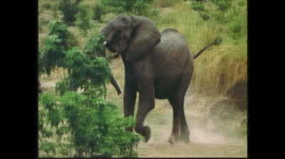 World Animals 2005 DVD