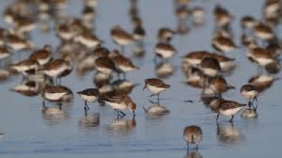 Le mystérieux voyage des oiseaux de rivage