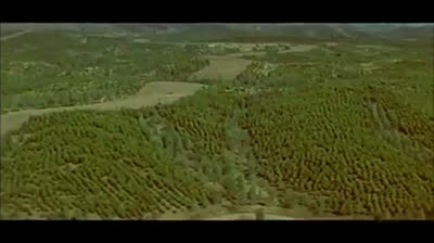 En la época franquista se repoblaron más de 4 millones de hectáreas de bosque en España