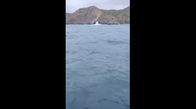 Ballenas jorobadas Un espectáculo único